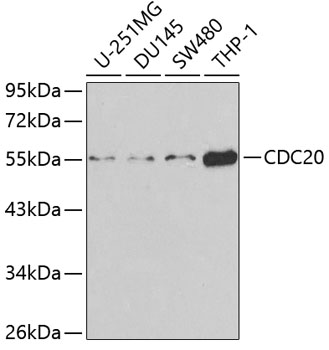 CDC20 Antibody