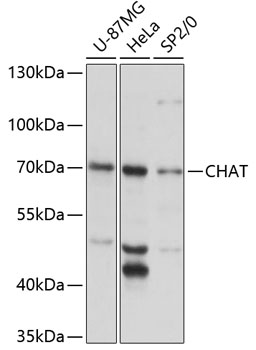 CHAT Antibody