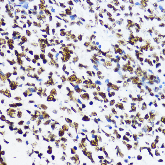 Acetyl-Histone H4-K12 pAb