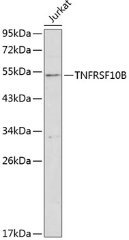 TNFRSF10B Antibody