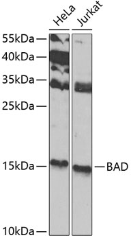 BAD Antibody