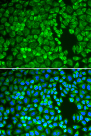 IDE Antibody