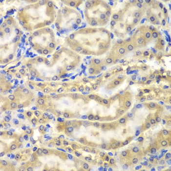 MBP Antibody