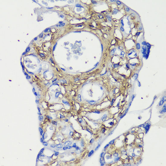 DCN Antibody