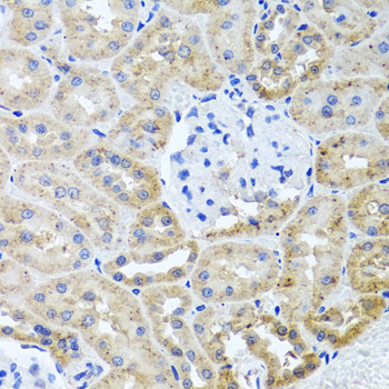 HDAC6 Antibody