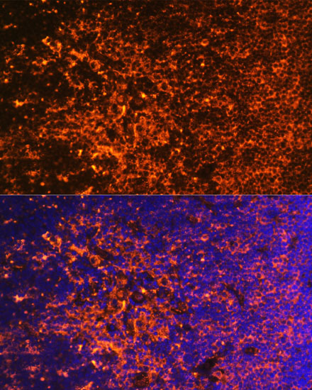 ICOS Antibody