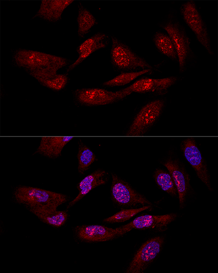 EIF6 Antibody