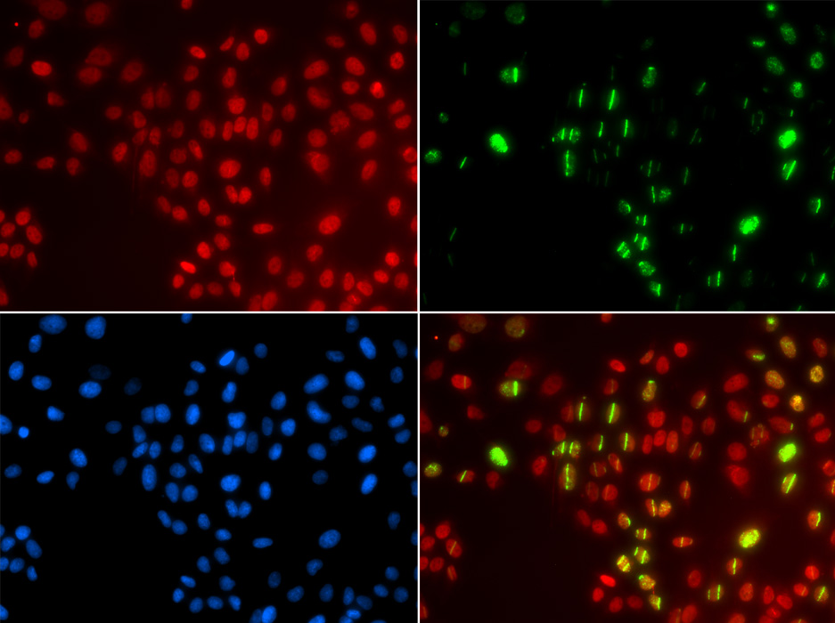 POLH Antibody