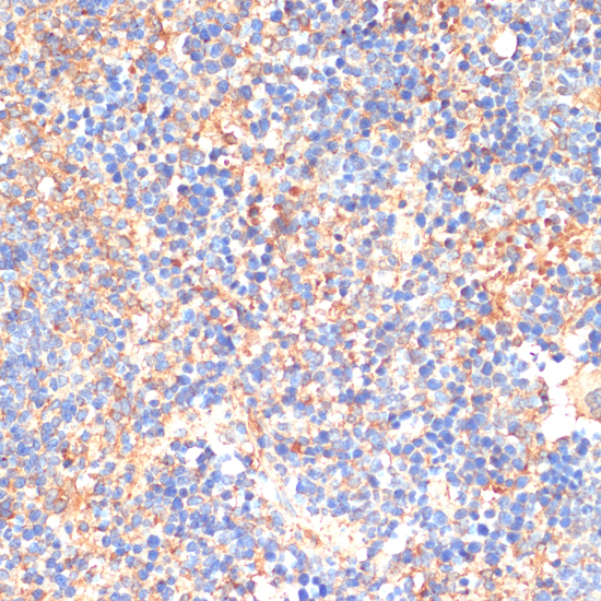 CD33 Antibody