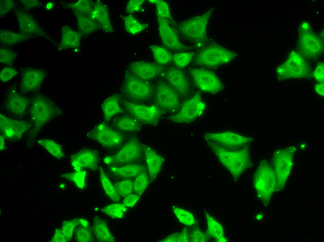 ATXN3 Antibody