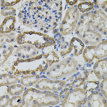 PTPRC Antibody