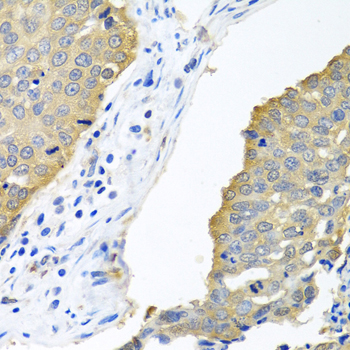 EIF4E Antibody