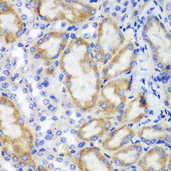 HCLS1 Antibody