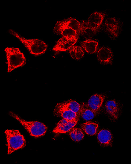 KRT17 Antibody