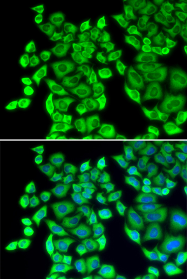 EEF1D antibody