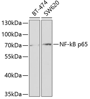 p65 Antibody