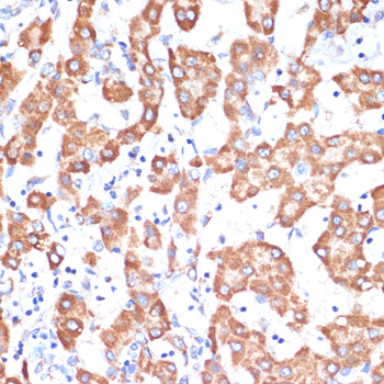 AIFM1 Antibody