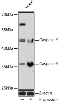 CASP9 antibody