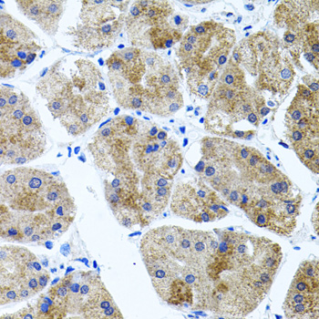 CDH23 antibody