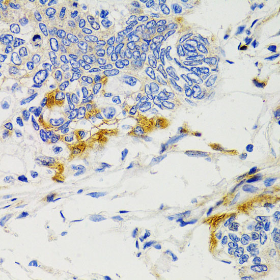 PTPN11 antibody