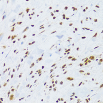 DDB1 antibody