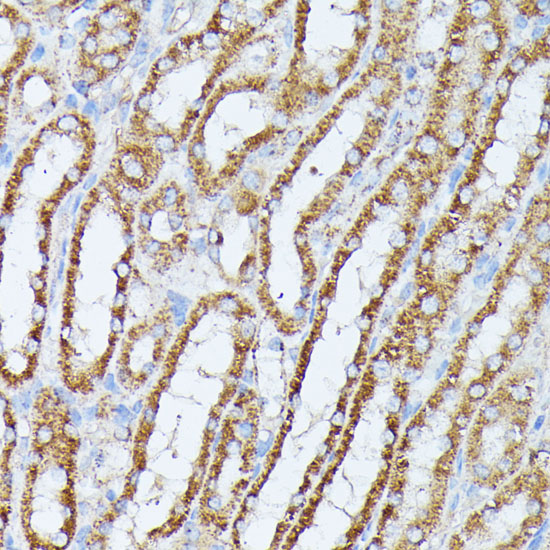 PPP2CB antibody