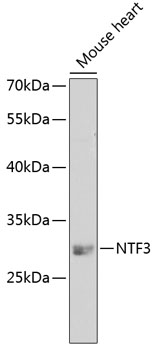 NTF3 antibody