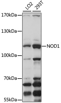 NOD1 Antibody