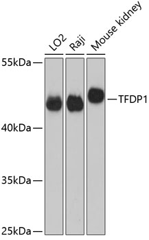 TFDP1 Antibody