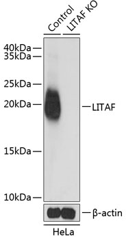 LITAF Antibody