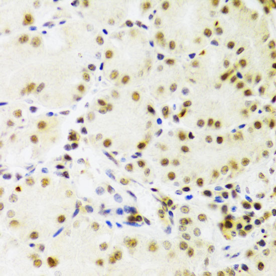 PRPF3 Antibody