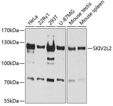 MTR4 antibody