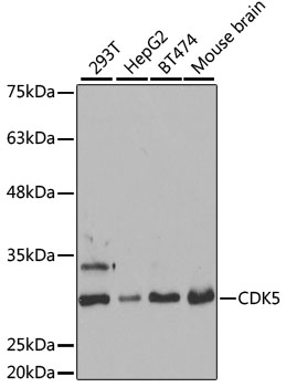 CDK5 Antibody