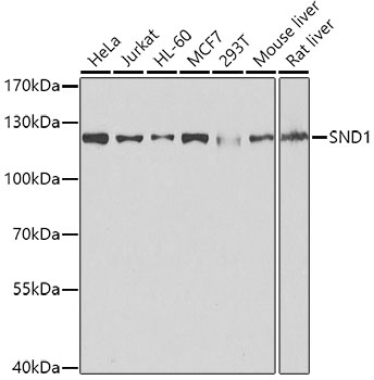 SND1 antibody