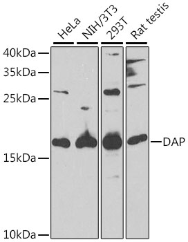 DAP antibody