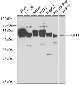 FDFT1 antibody