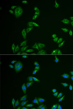 MLANA antibody