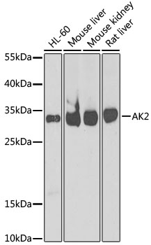 AK2 antibody