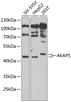 AKAP5 antibody