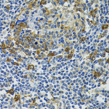 HSPH1 antibody