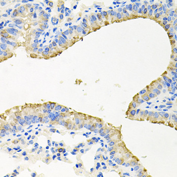 STRN3 antibody