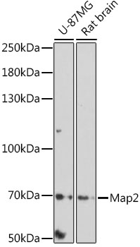 Map2 antibody