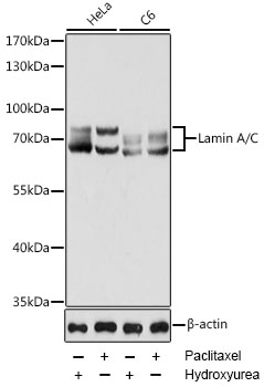 LMNA Antibody