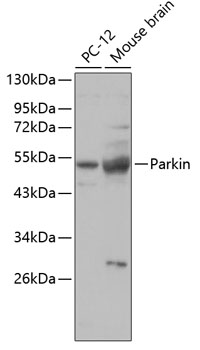 PARK2 Antibody