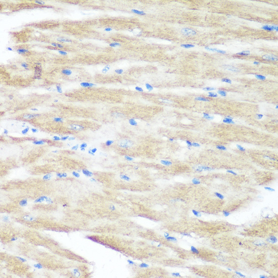 p38 MAPK Polyclonal Antibody