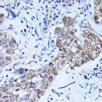 Caspase3 Polyclonal Antibody