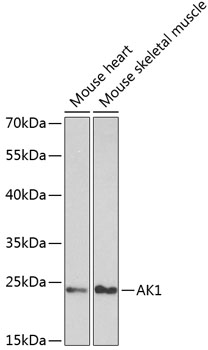 AK1 Antibody