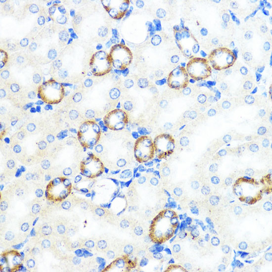 NOD1 Antibody