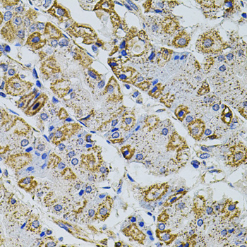 Gm13125 Polyclonal Antibody