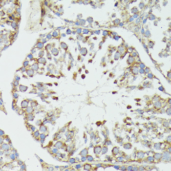 HSPA1A Antibody